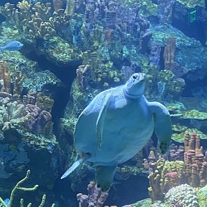 Galápagos Islands- Green Sea Turtle