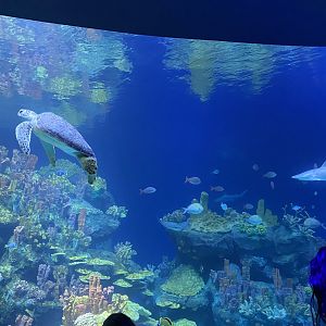 Galápagos Islands- One Ocean Aquarium