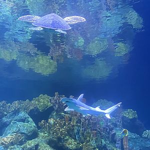 Galápagos Islands- One Ocean Aquarium