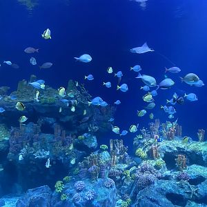 Galápagos Islands- One Ocean Aquarium