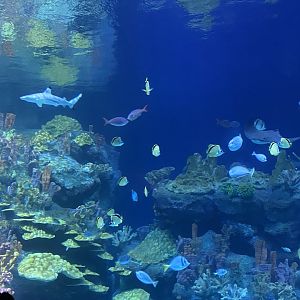 Galápagos Islands- One Ocean Aquarium