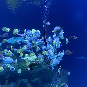 Galápagos Islands- One Ocean Aquarium