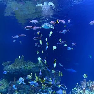 Galápagos Islands- One Ocean Aquarium