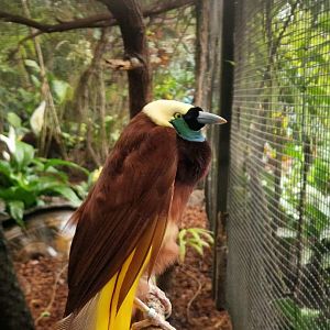 Greater Bird-of-Paradise