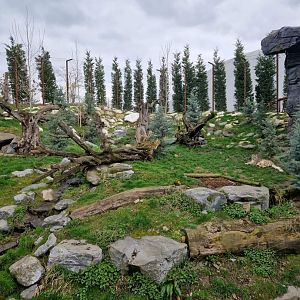 Snow Leopard exhibit