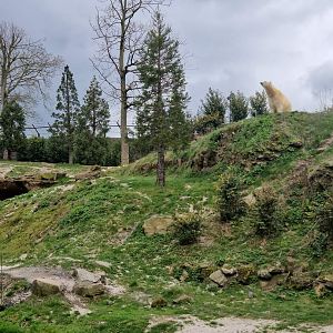 Second Polar Bear exhibit