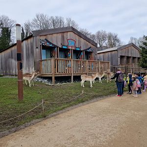 Free-roaming Fallow Deers, The Last Frontier