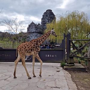 Giraffe on the way inside