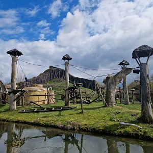 Gorilla/Colobus outdoor exhibit