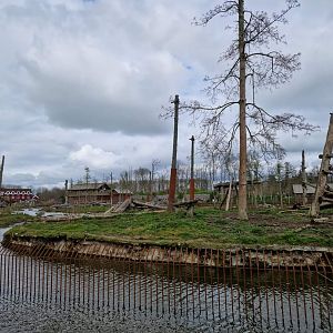 American Black Bear exhibit