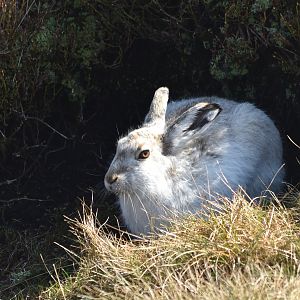 Mountain Hare on Bleaklow, Derbyshire, 8th April 2023