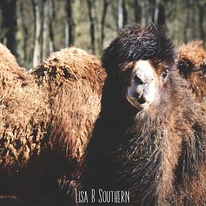BactrianCamel