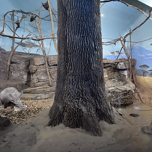 Apr. 2023 - Night Hunters - Aardvark + Indian Flying Fox Exhibit