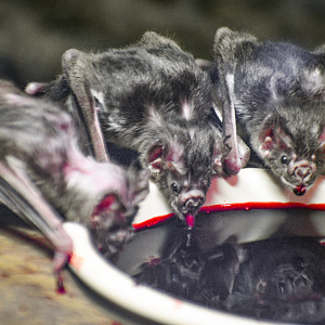 Apr. 2023 - Night Hunters - Common Vampire Bats