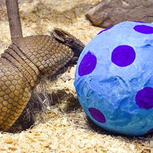 Apr. 2023 - Night Hunters - Southern Three-handed Armadillo Playing With Their "Easter Egg"