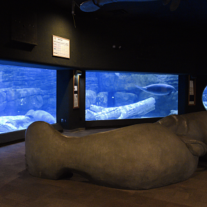 Apr. 2023 - Manatee Springs - Florida Manatee + Alligator Gar Tank
