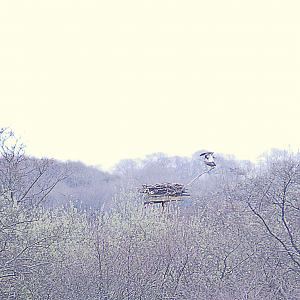 Spot the Ospreys ...