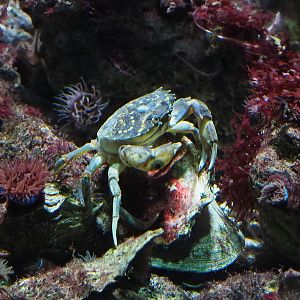 Crab species in North Sea tank at Zoo Antwerpen?
