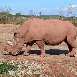 Rhino