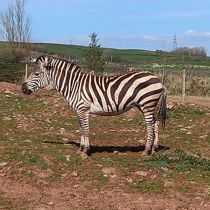 Zebra