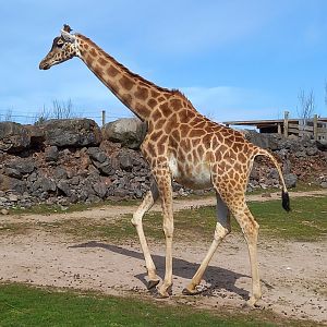 Giraffe