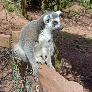 Ring-tailed Lemur