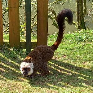 White-fronted Brown Lemur