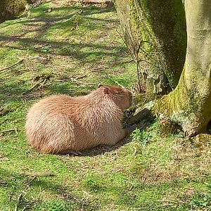 Capybara