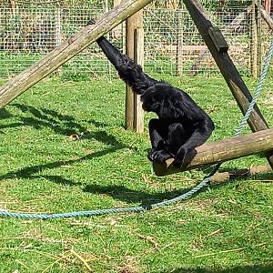 Siamang