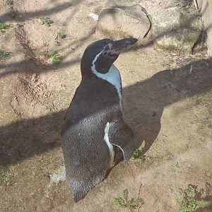 Penguin