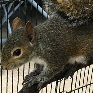 Eastern Gray Squirrel (Sciurus carolinensis)