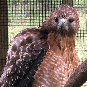 Red-Shouldered Hawk (Buteo lineatus)