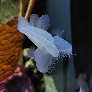 Lion's mane nudibranch (Melibe leonina)