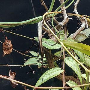 Burmese vine snake (Ahaetulla fronticincta)