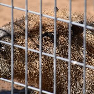 Capybara Napping