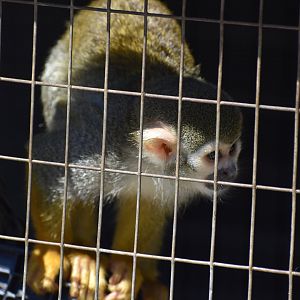 Squirrel Monkey On The Move