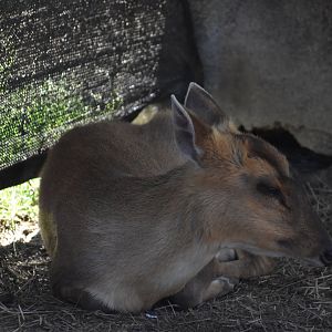 Reeve's Muntjac Resting