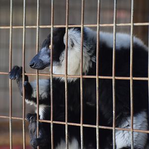 Black-and-White Ruffed Lemur