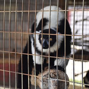 Black-and-White Ruffed Lemur 2