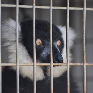 That Black-and-White Ruffed Lemur Stare