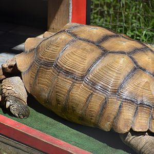 African Spurred Tortoise