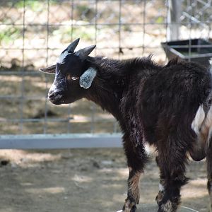 Goat Kid