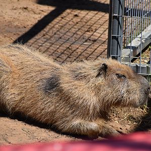Capybara