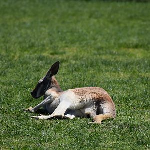 Resting Kangaroo
