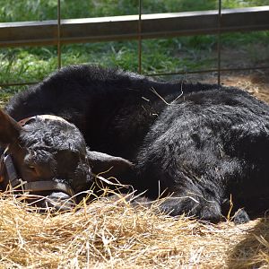 Baby Cow