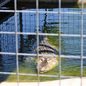 American Alligator