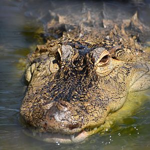 Close-up of American Alligator