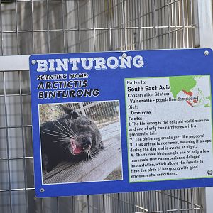 Binturong Information Sign