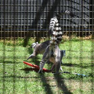 Ring-Tailed Lemurs