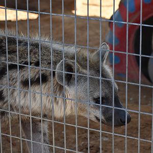 Spotted Hyena